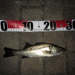 セイゴ（マルスズキ）