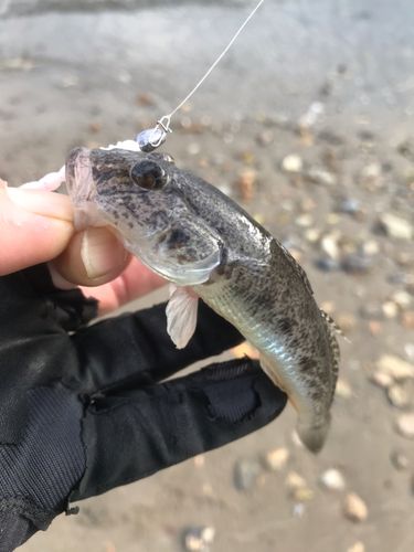 ウロハゼの釣果