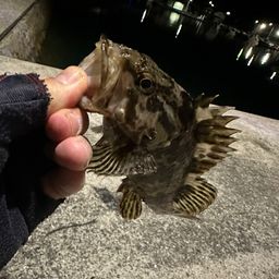 タケノコメバル