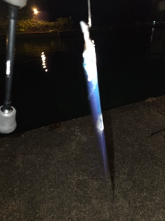 タチウオの釣果