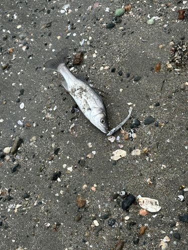 セイゴ（マルスズキ）の釣果