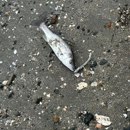 セイゴ（マルスズキ）