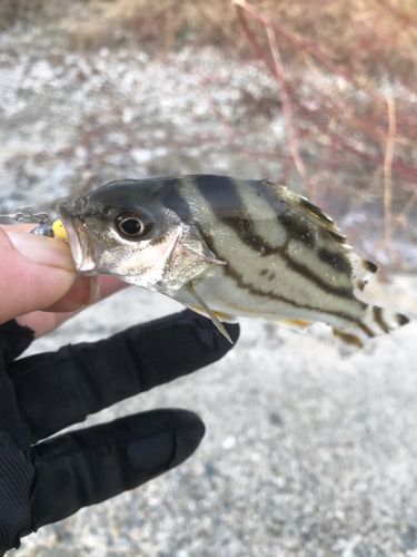 コトヒキの釣果