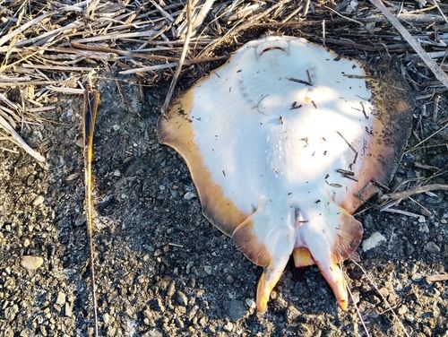 アカエイの釣果