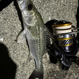 セイゴ（タイリクスズキ）