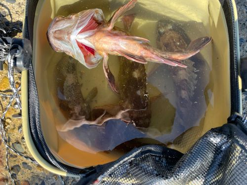 キジハタの釣果