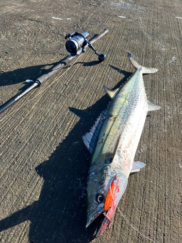 サワラの釣果