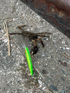 モクズガニの釣果