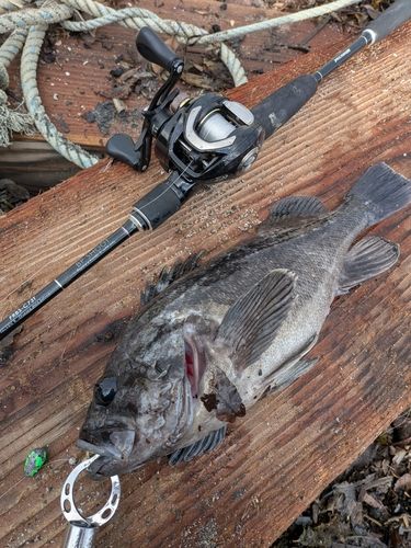 クロソイの釣果