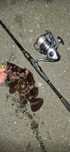 オウゴンムラソイの釣果