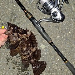 オウゴンムラソイ