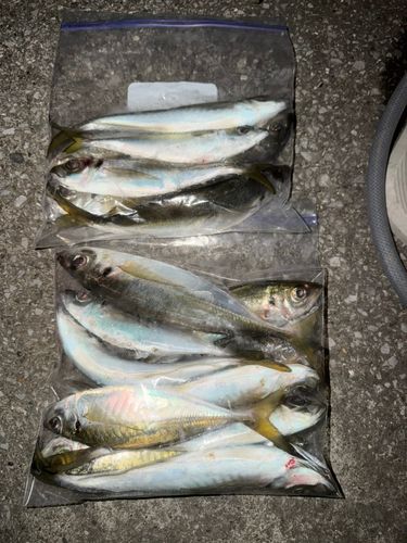 アジの釣果