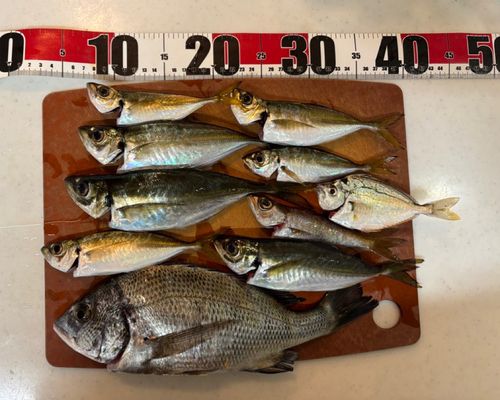 マアジの釣果