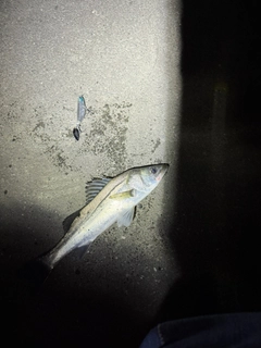 フッコ（マルスズキ）の釣果