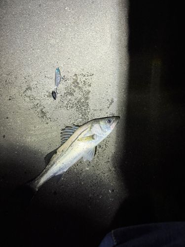 フッコ（マルスズキ）の釣果