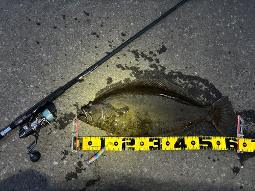 ヒラメの釣果