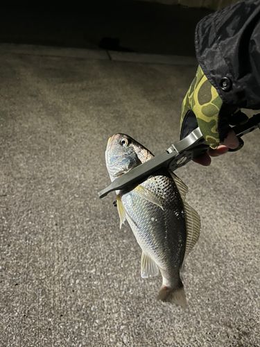 イシモチの釣果