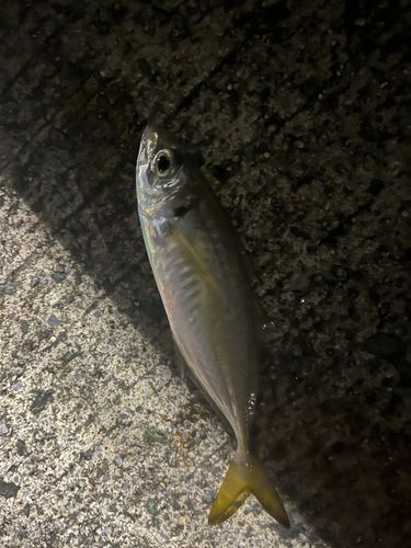 マアジの釣果