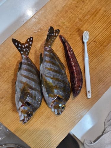 タカノハダイの釣果