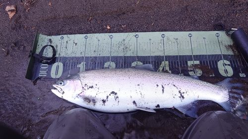 ニジマスの釣果