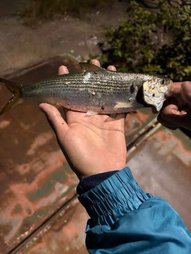 コノシロの釣果