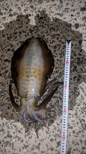 アオリイカの釣果