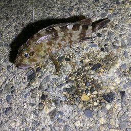 タケノコメバル