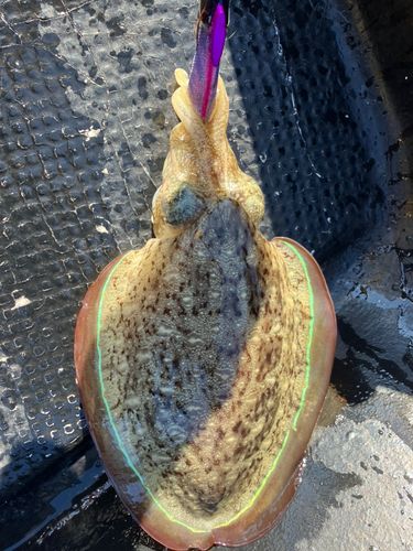 モンゴウイカの釣果