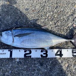 コシナガマグロ