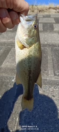 ブラックバスの釣果
