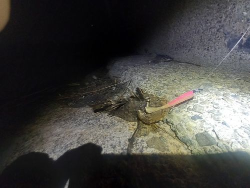 オニオコゼの釣果