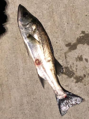 セイゴ（ヒラスズキ）の釣果