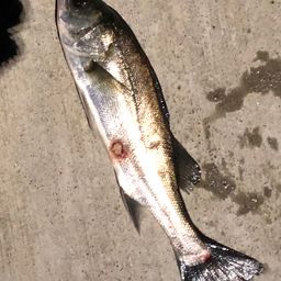 セイゴ（ヒラスズキ）