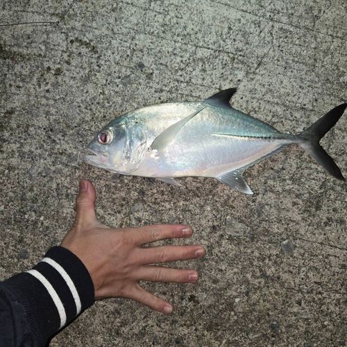 ギンガメアジの釣果