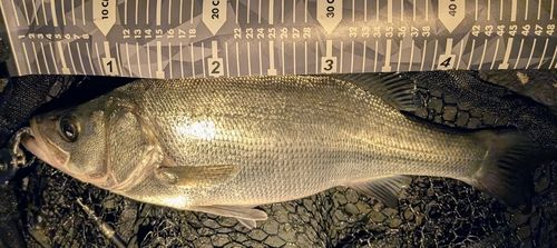 ヒラスズキの釣果