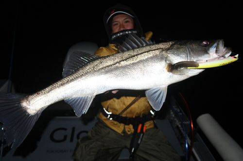 シーバスの釣果