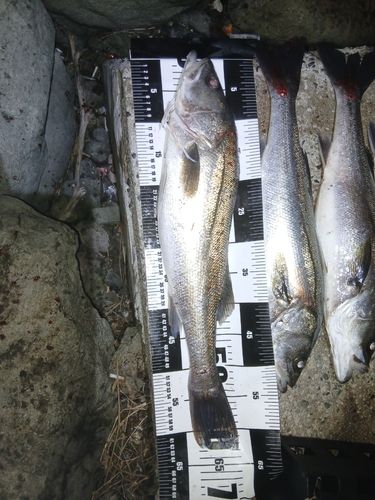 シーバスの釣果