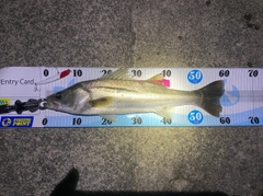 シーバスの釣果