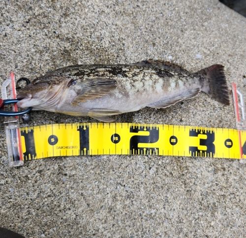 アイナメの釣果