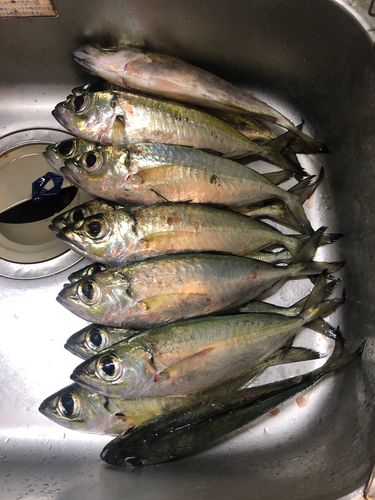 メアジの釣果
