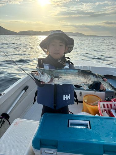 サゴシの釣果