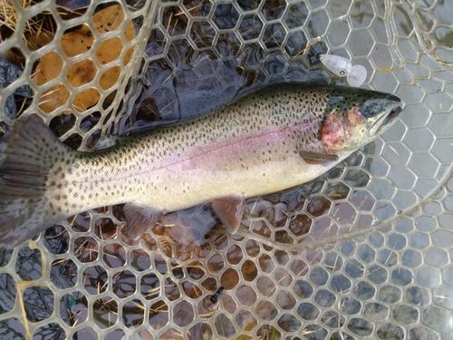 レインボートラウトの釣果