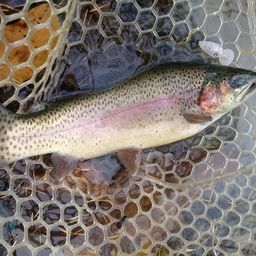 レインボートラウト