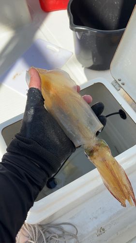 ケンサキイカの釣果