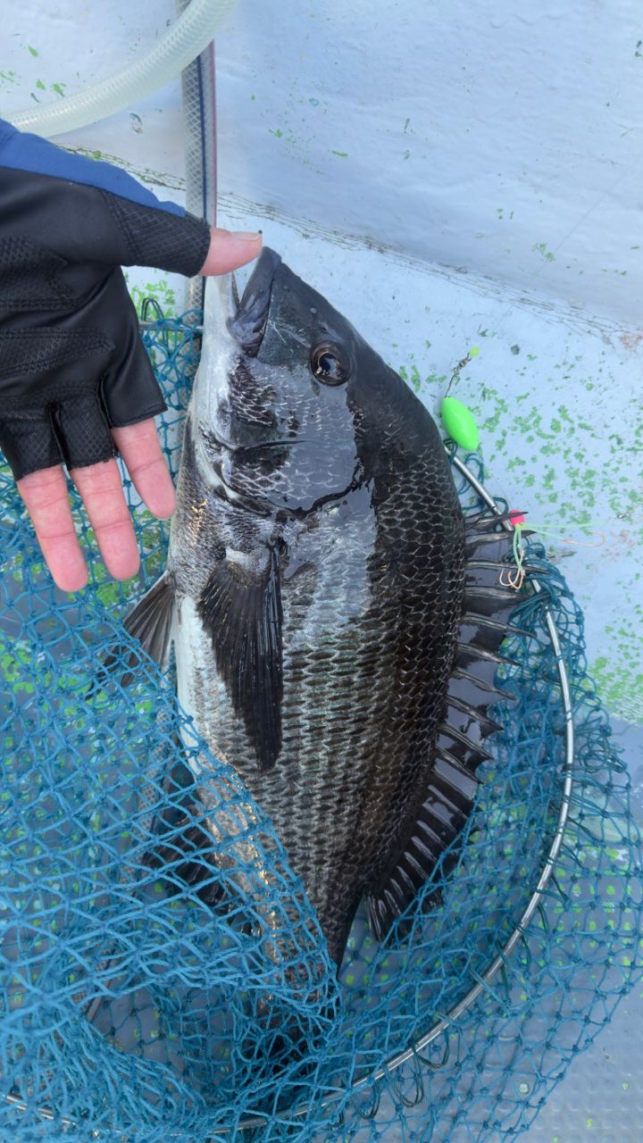 60Kさんの釣果 1枚目の画像