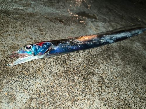 タチウオの釣果