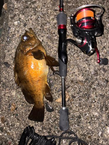 アカメバルの釣果