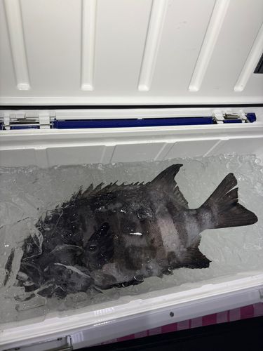 グレの釣果