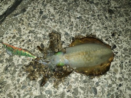アオリイカの釣果