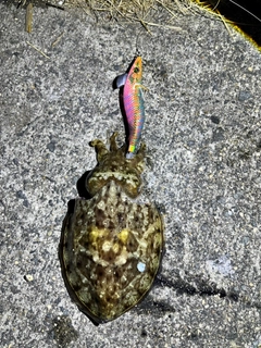 コウイカの釣果